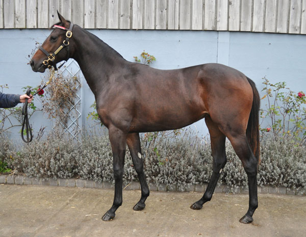B.F. INVICIBLE SPIRIT X REX REGINA
